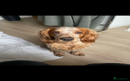 Cocker Spaniel dogs for stud: Lemon roan cocker spaniel stud - Image 4