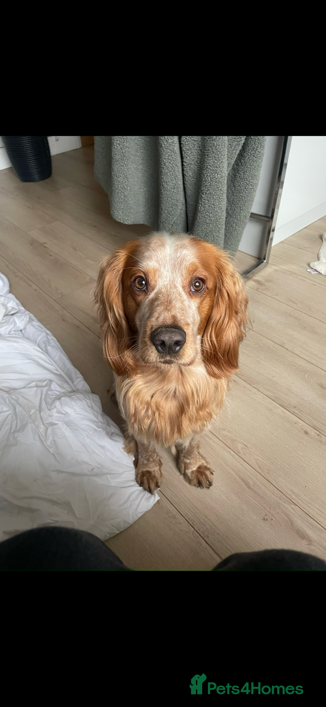Cocker Spaniel dogs for stud: Lemon roan cocker spaniel stud - Image 4