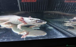 Other/Mixed Breed fish for sale: Dirty lucy/pie bald  - Image 6