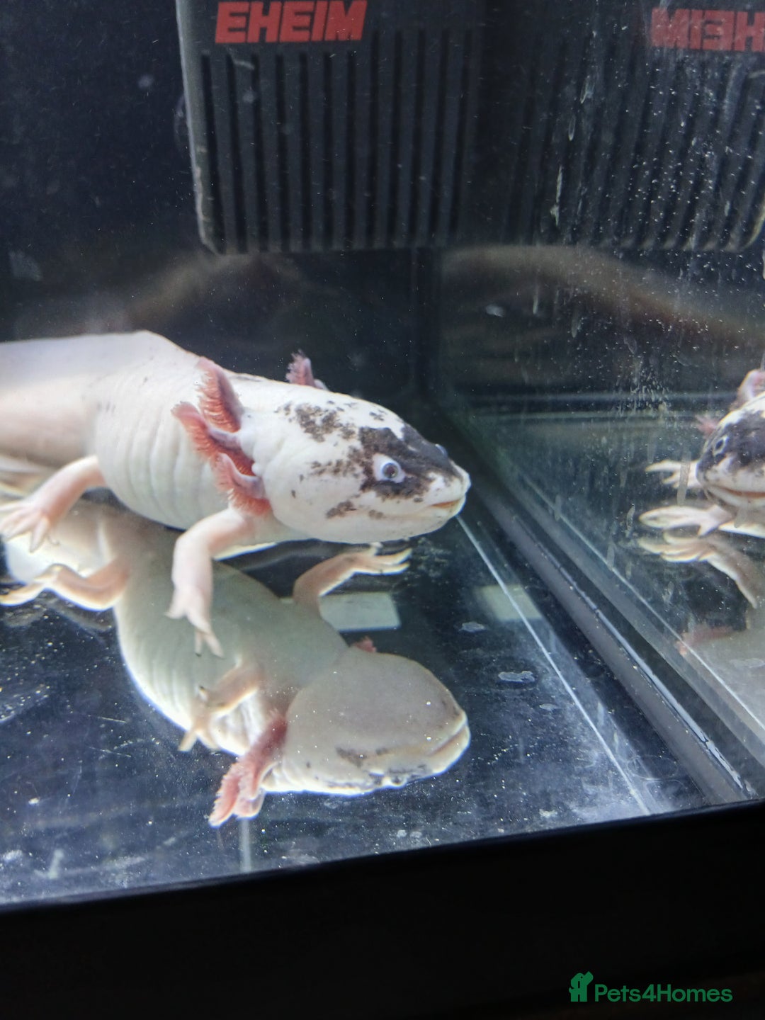 Other/Mixed Breed fish for sale: Dirty lucy/pie bald  - Image 6