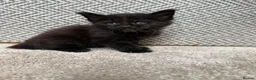 Maine Coon cats for sale: Beautiful Baby Maine Coon Kittens - Advert 27