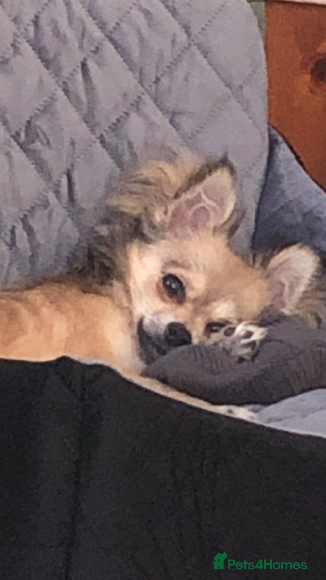 Chihuahua dogs for sale: Long coated chihuahua  - Advert 1