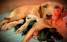 Labrador Retriever dogs for sale: Beautiful KC reg Labrador puppies - Image 10