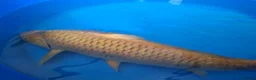 Pond Fish fish for sale: Various pond fish, koi, goldfish for sale - Advert 1