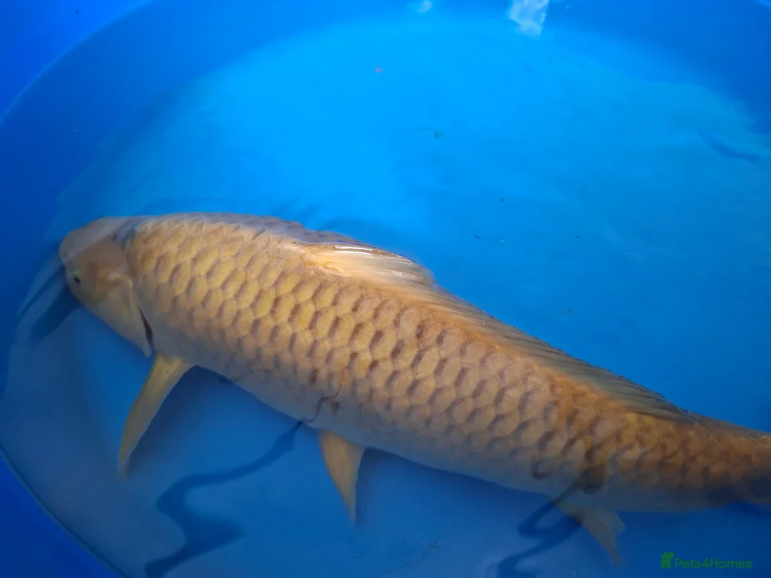 Pond Fish fish for sale: Various pond fish, koi, goldfish for sale - Advert 1