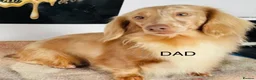 Miniature Dachshund dogs for sale: Mini long haired KC PRA clear health tested baby  in Maidstone - Advert 5