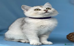 British Shorthair cats for sale: Stunning British sh/longhair kittens TICA - Image 3