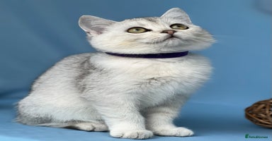 British Shorthair cats - Advert 11