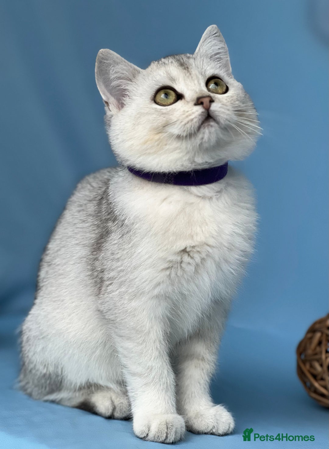 British Shorthair cats for sale: Stunning British sh/longhair kittens TICA - Image 3