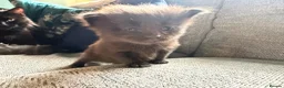 Maine Coon cats for sale: Maine Coon kittens  - Advert 8