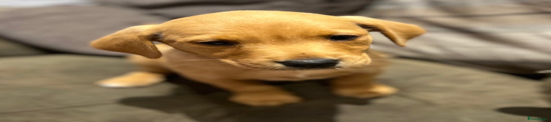 Labrador Retriever Puppy 5