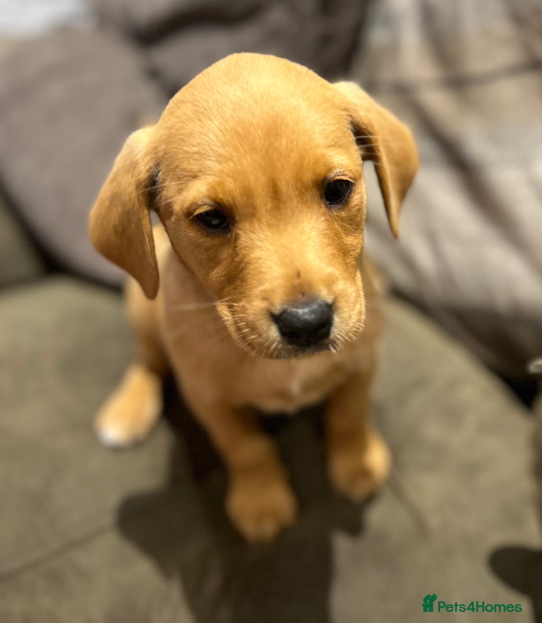 Labrador Retriever dogs for sale: Beautiful healthy puppies ready THIS WEEKEND - Image 10