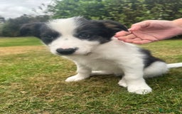 Border Collie dogs for sale: 2 collie pups for sale  - Image 1