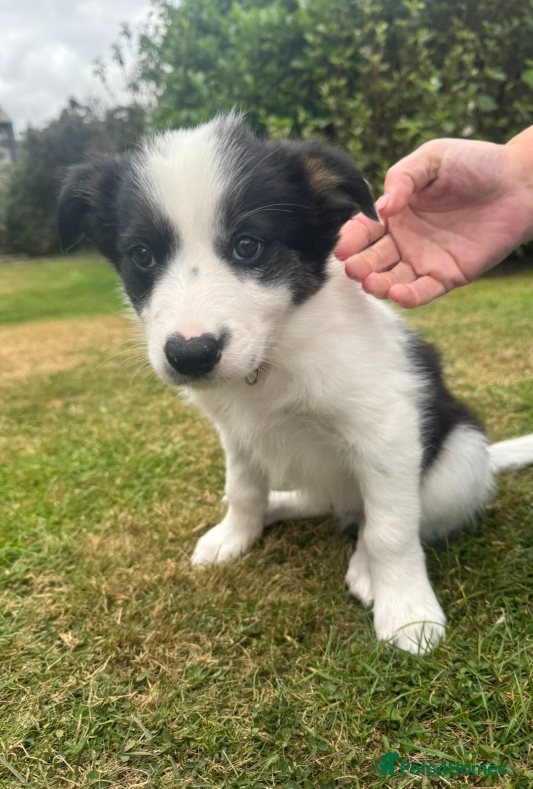 Border Collie dogs for sale: 2 collie pups for sale  - Image 1