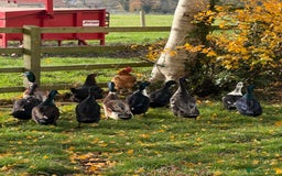 Ducks poultry for sale: Cayuga Ducks mixed  - Image 3