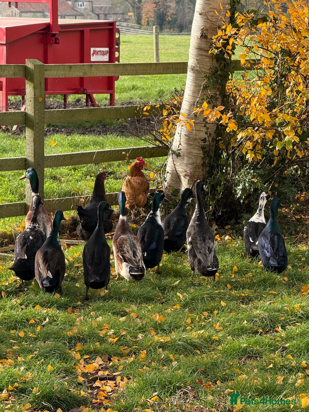 Ducks poultry for sale: Cayuga Ducks mixed  - Image 3