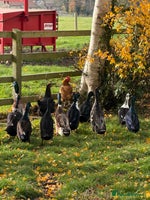 Ducks poultry Cayuga Ducks mixed - Advert 5