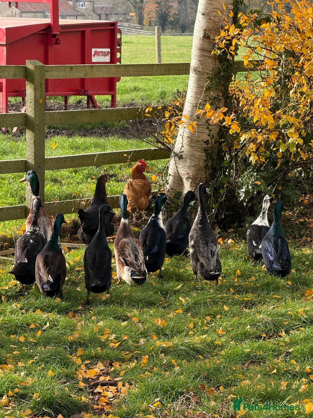 Ducks poultry for sale: Cayuga Ducks mixed  - Advert 3