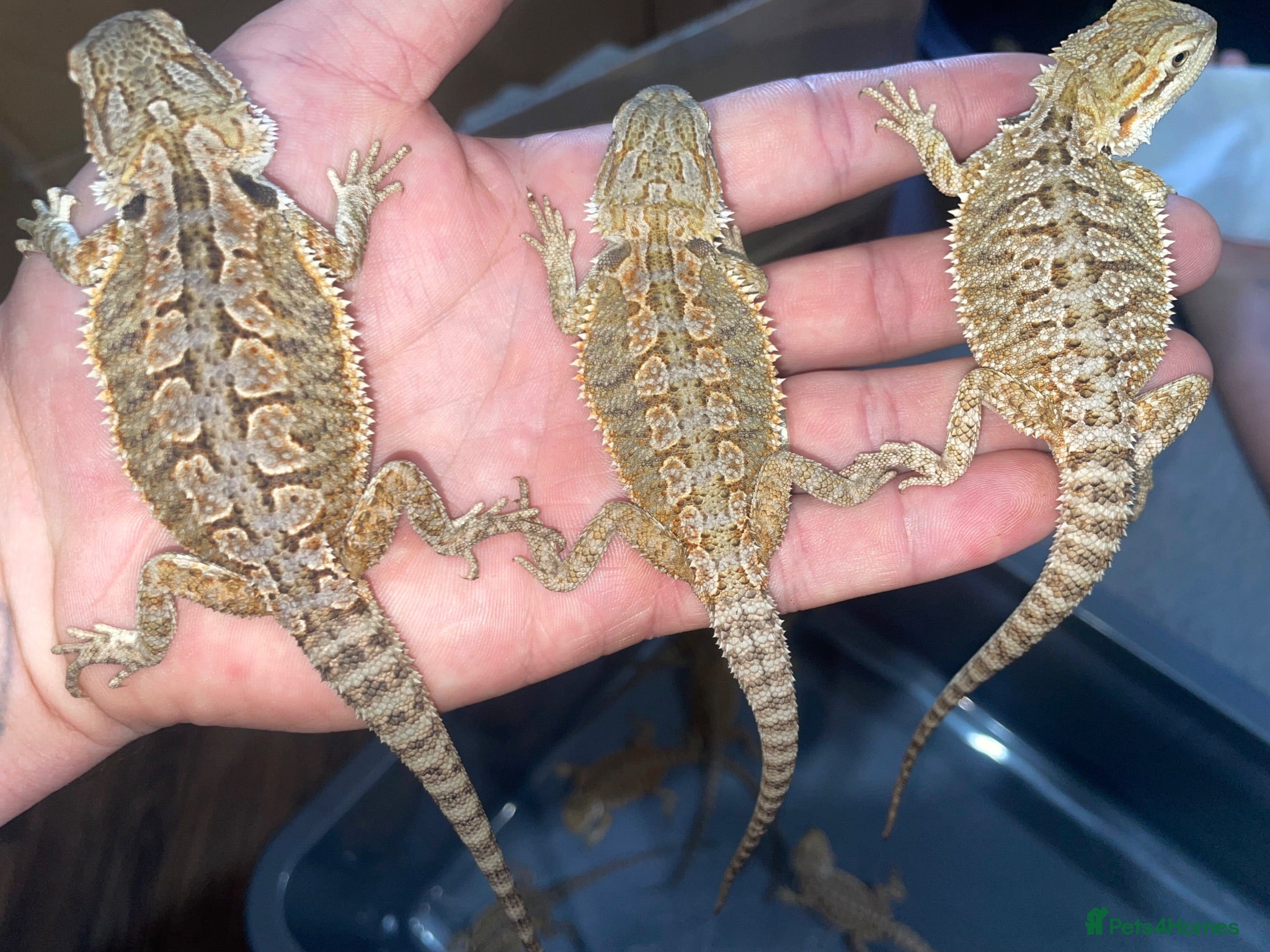 Bearded Dragon reptiles Bearded dragons  - Advert 16