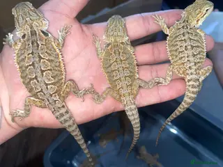 Bearded Dragon reptiles Bearded dragons - Advert 16