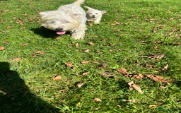 Mixed Breed dogs for sale: West highland terrier/poodle - Image 1