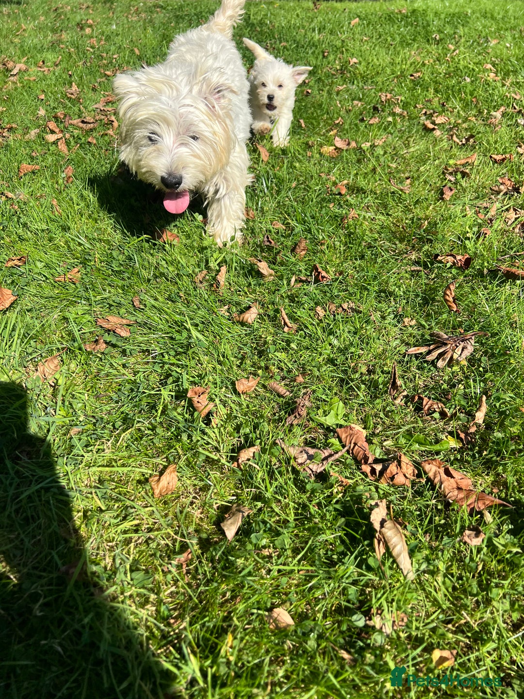 Mixed Breed dogs for sale: West highland terrier/poodle - Image 1