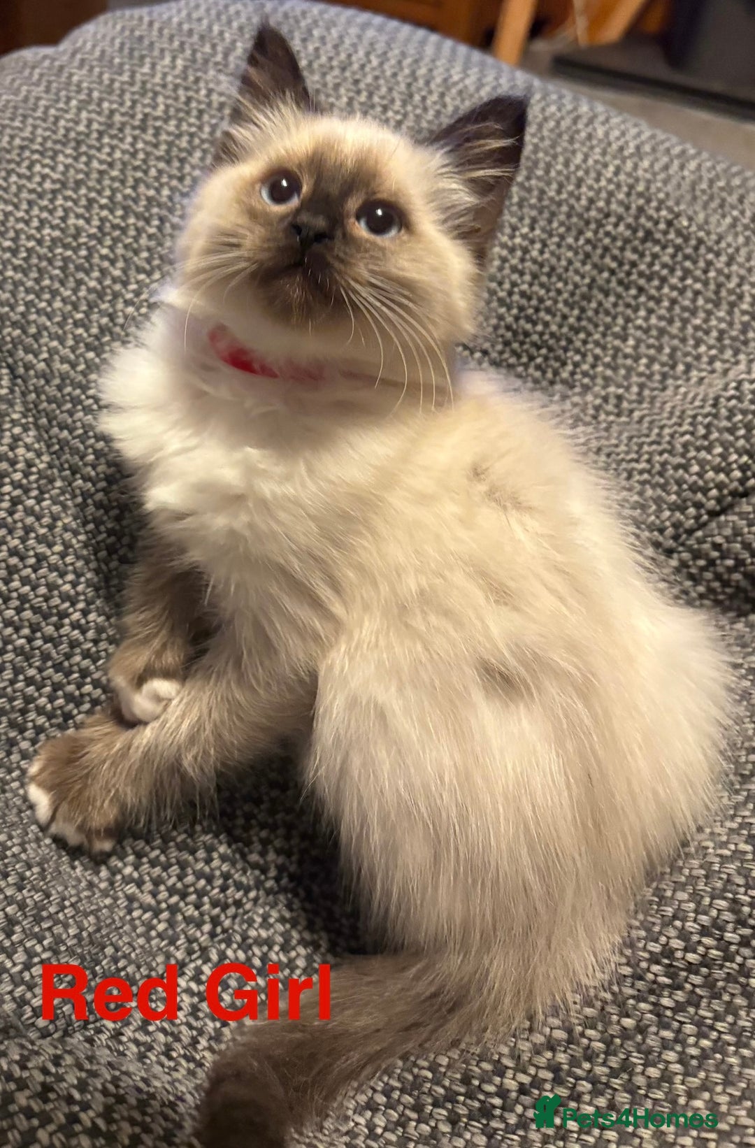 Ragdoll cats for sale: Ragdolls kittens- - Advert 23