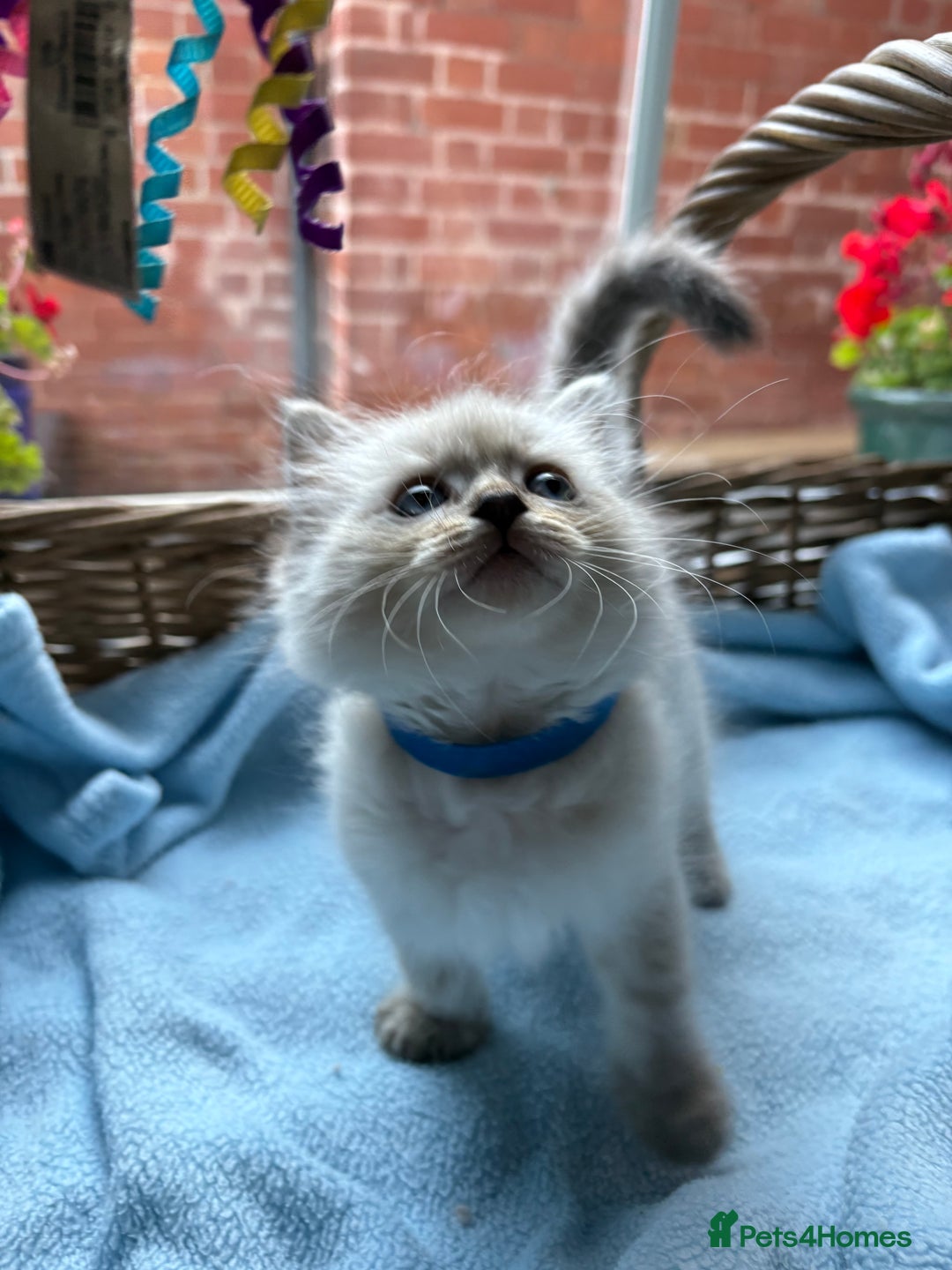 Ragdoll cats for sale: One gorgeous boy,  Luxury pedigree. - Image 13