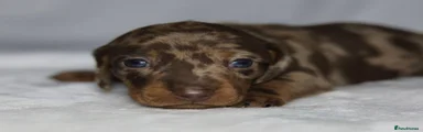 Dachshund Puppy 3