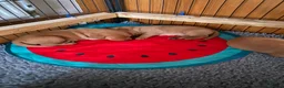 Labrador Retriever dogs for sale: Fox Red Labradors in Oswestry - Advert 3
