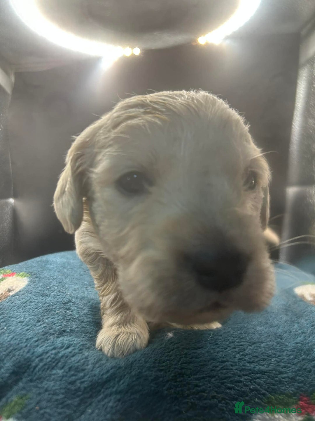 Golden Retriever dogs for sale: Stunning Golden Retrievers. 4 Boys / 4 Girls - Advert 31