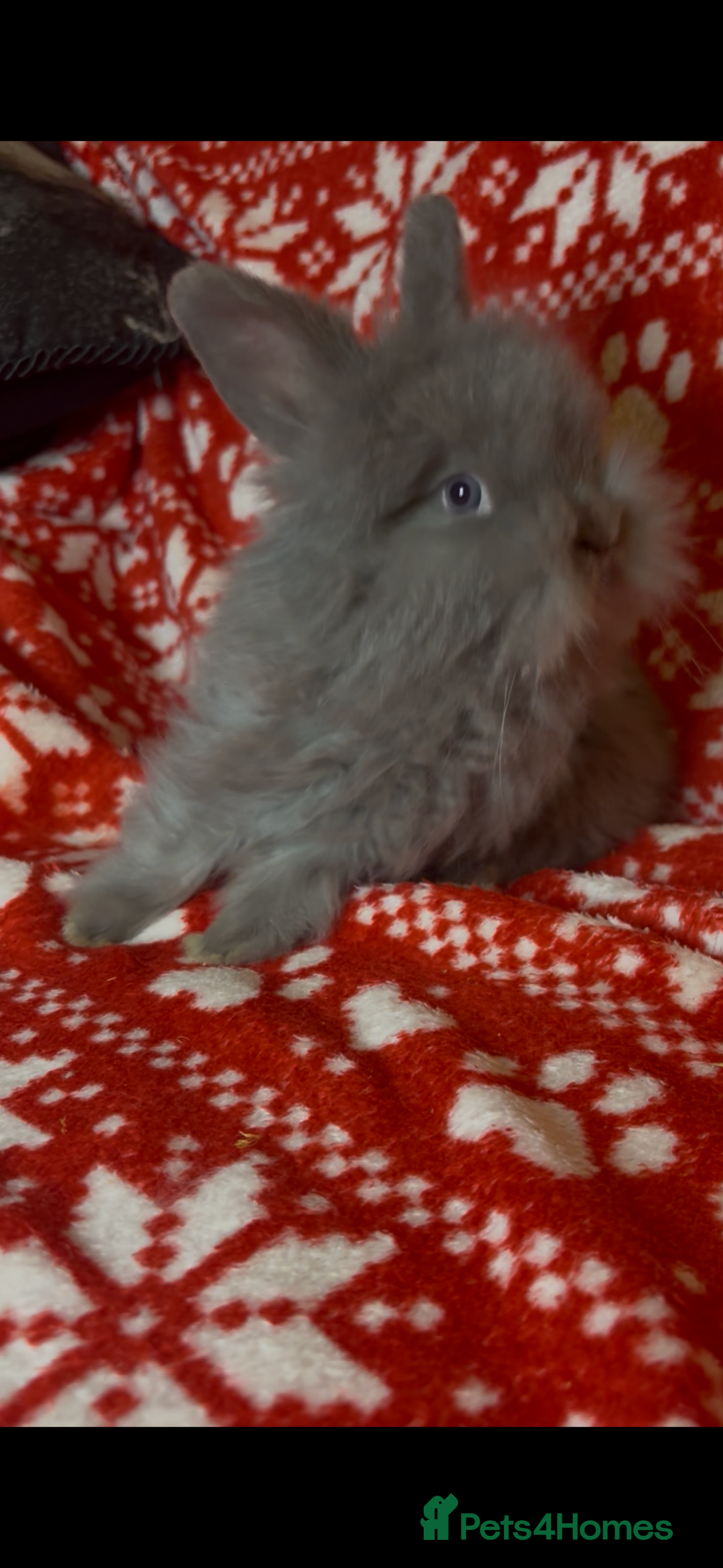 Mini Lop rabbits for sale: Gorgeous little mini lop baby bunnies ready now - Image 15