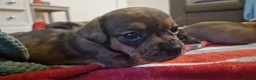 Mixed Breed dogs for sale: Only 1 Girl left! Ready to leave in a week!  - Advert 19