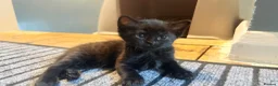 Bengal cats for sale: Half bengals majestic babies  - Advert 1