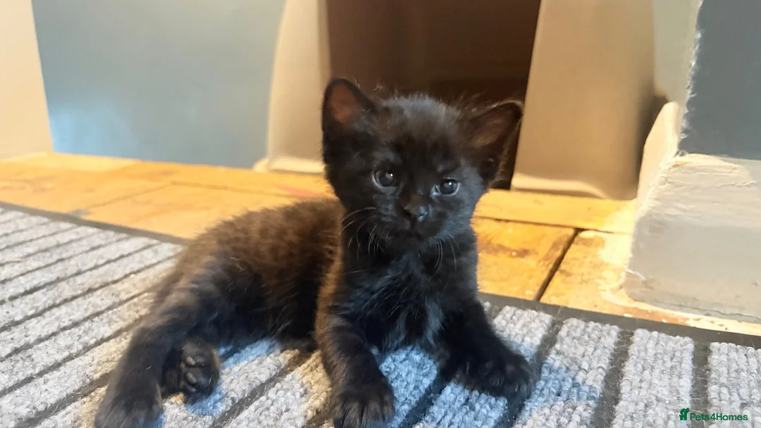 Bengal cats for sale: Half bengals majestic babies  - Advert 1