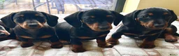 Miniature Dachshund dogs for sale: Monty the Miniature Dachshund  - Advert 13