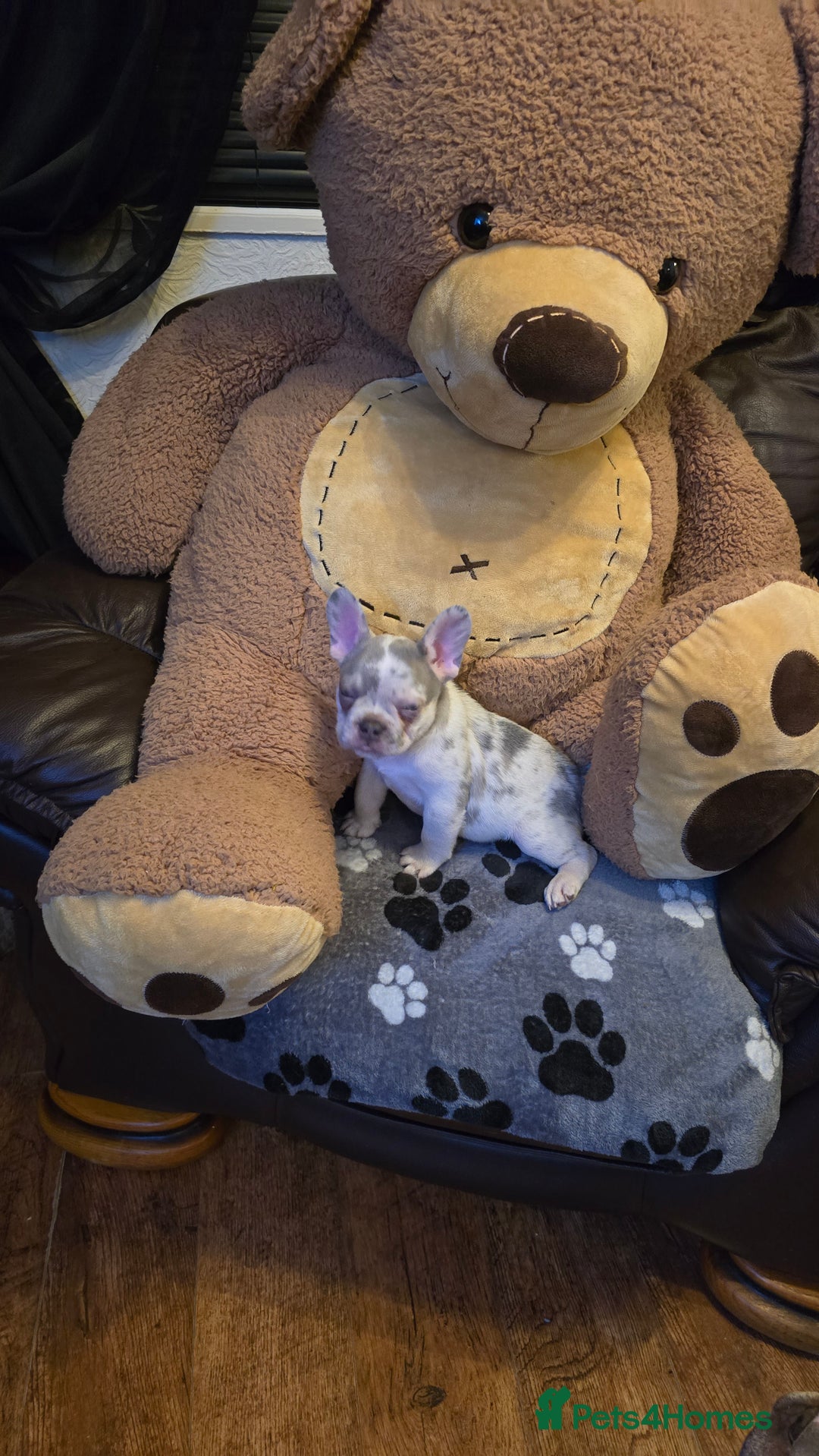 French Bulldog dogs for sale: FRENCH BULLDOG ** - Image 10