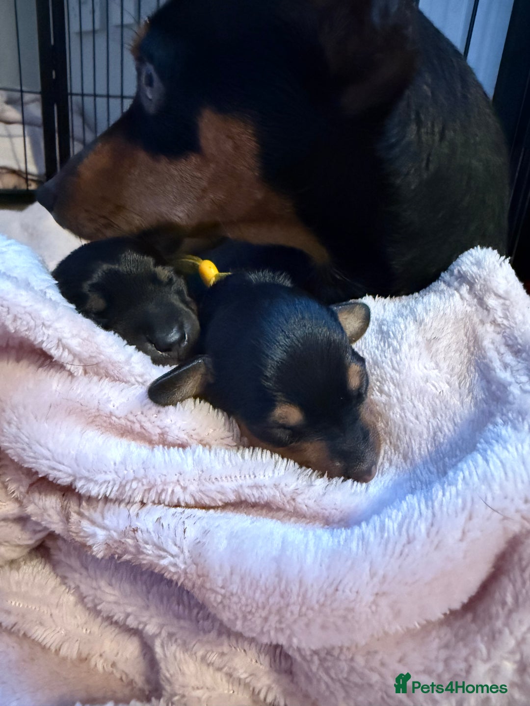 Mixed Breed dogs for sale: Doxie pin puppies - Advert 10