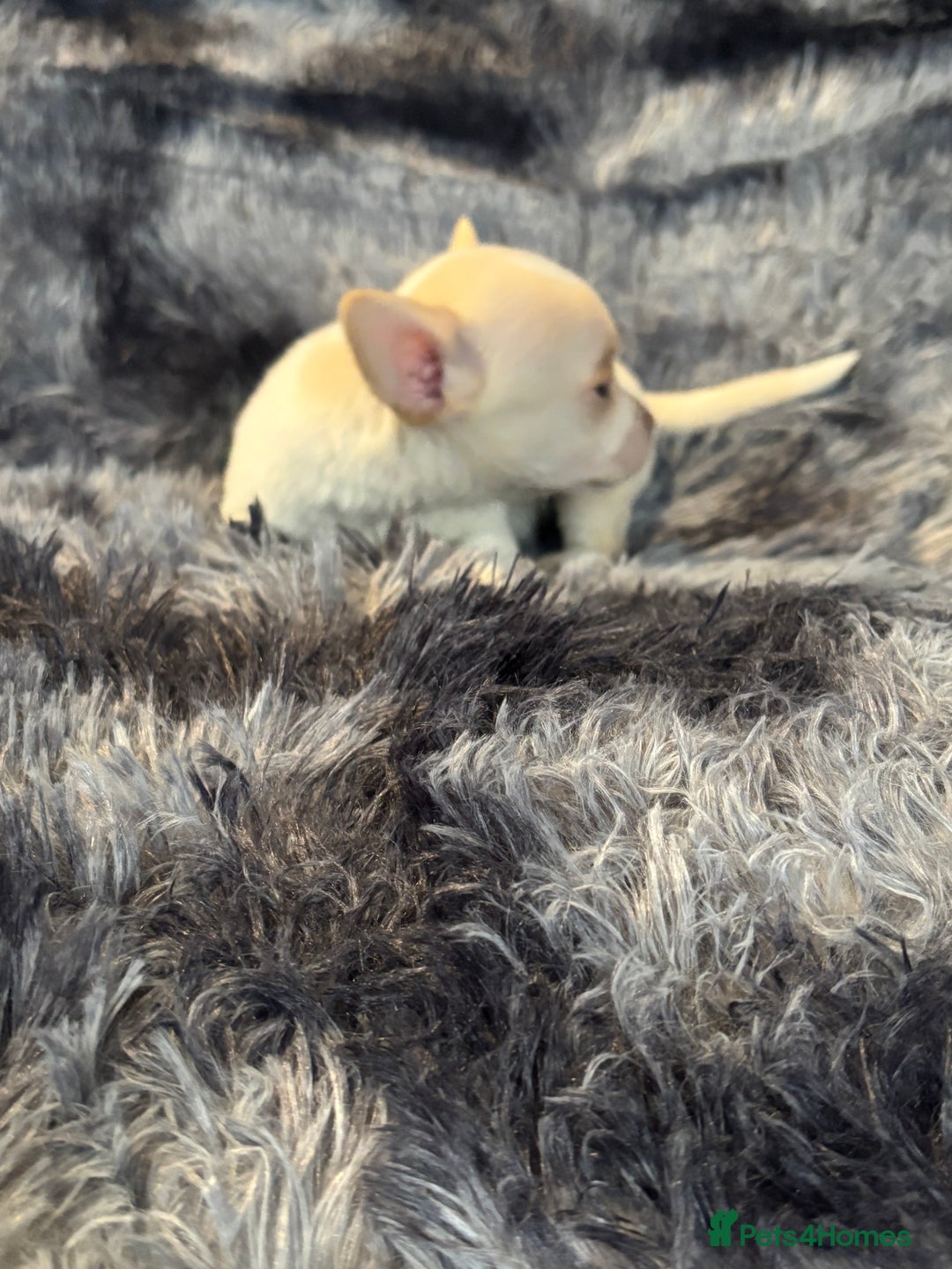 Chihuahua dogs for sale: Chihuahua puppy’s  - Image 31