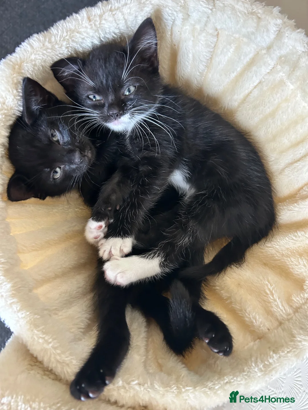 Mixed Breed cats for sale: Beautiful Bengal Cross Kittens – 2 Boys & 2 Girls - Advert 6