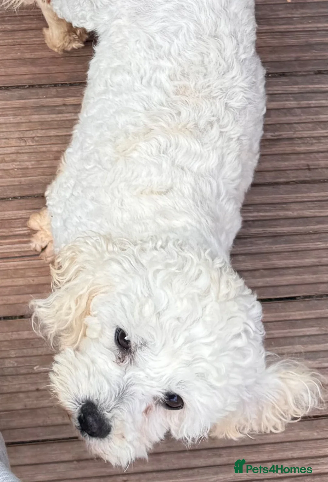 Cavachon dogs for sale: Cavachon pups boys only ready now  - Advert 7