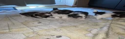 Shih Tzu dogs for sale: Shihtzu puppies for sale  - Advert 9