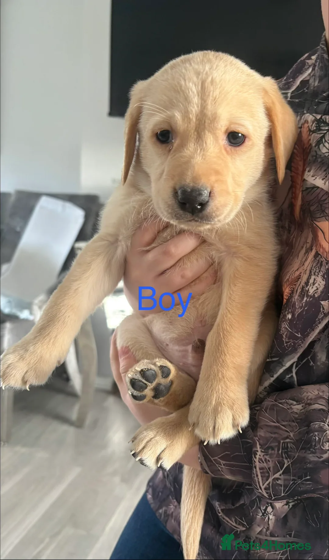 Labrador Retriever dogs for sale: Kc registered Labrador puppies - Advert 5