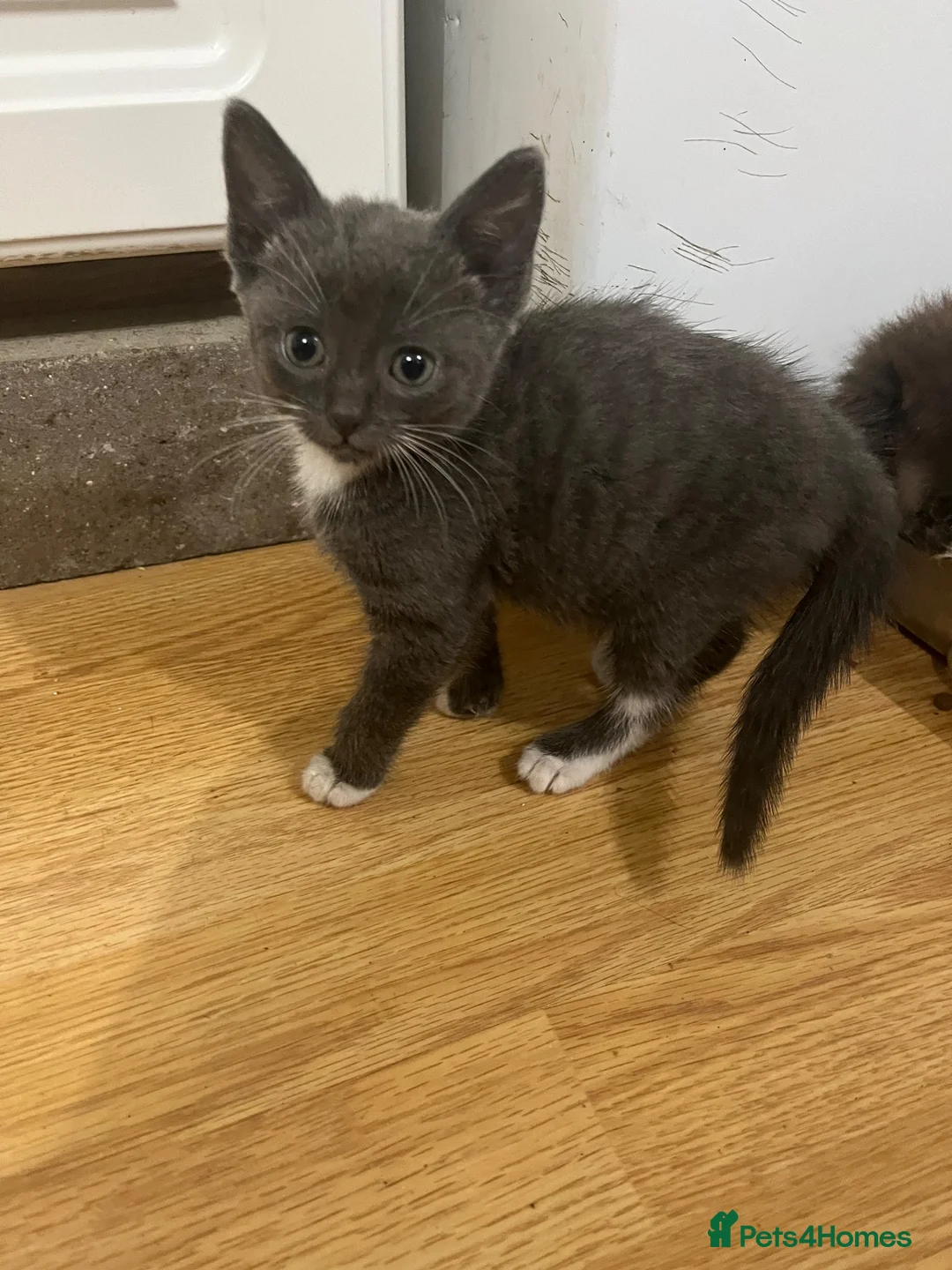 Mixed Breed cats for sale: Siamese mixed breed lovely kittens in Milton Keynes - Advert 11