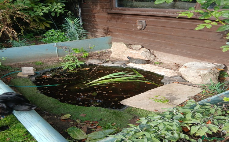 Terrapin reptiles - Advert 2