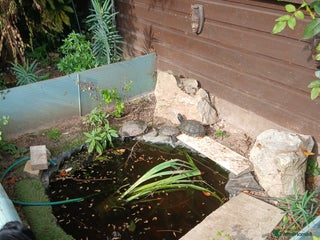 Terrapin reptiles - Advert 5