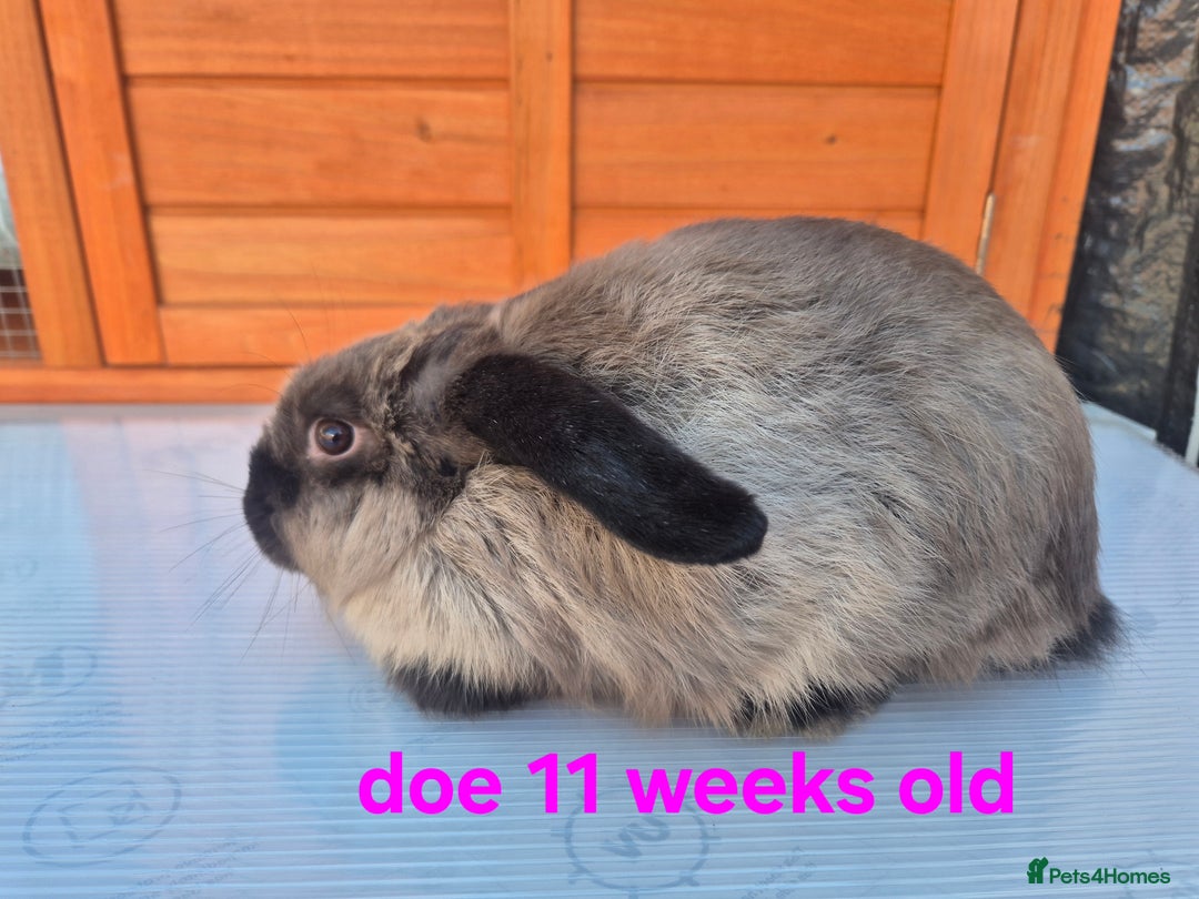 Mini Lop rabbits for sale: Various ages mini lops ready to go - Image 3