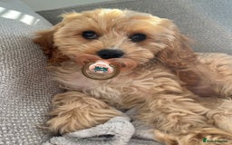 Cavapoo dogs for stud: Bambi - Image 4