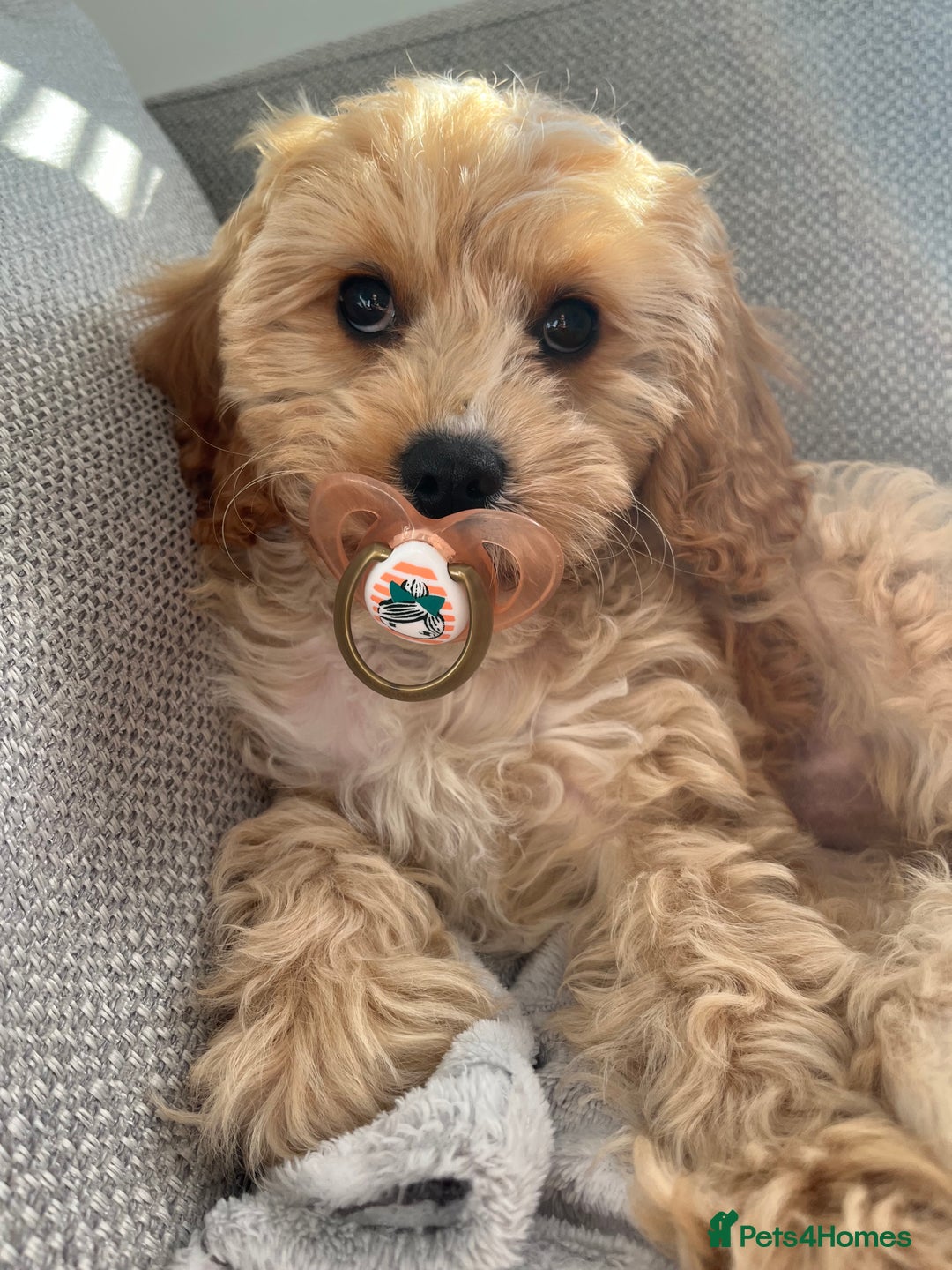 Cavapoo dogs for stud: Bambi - Image 4