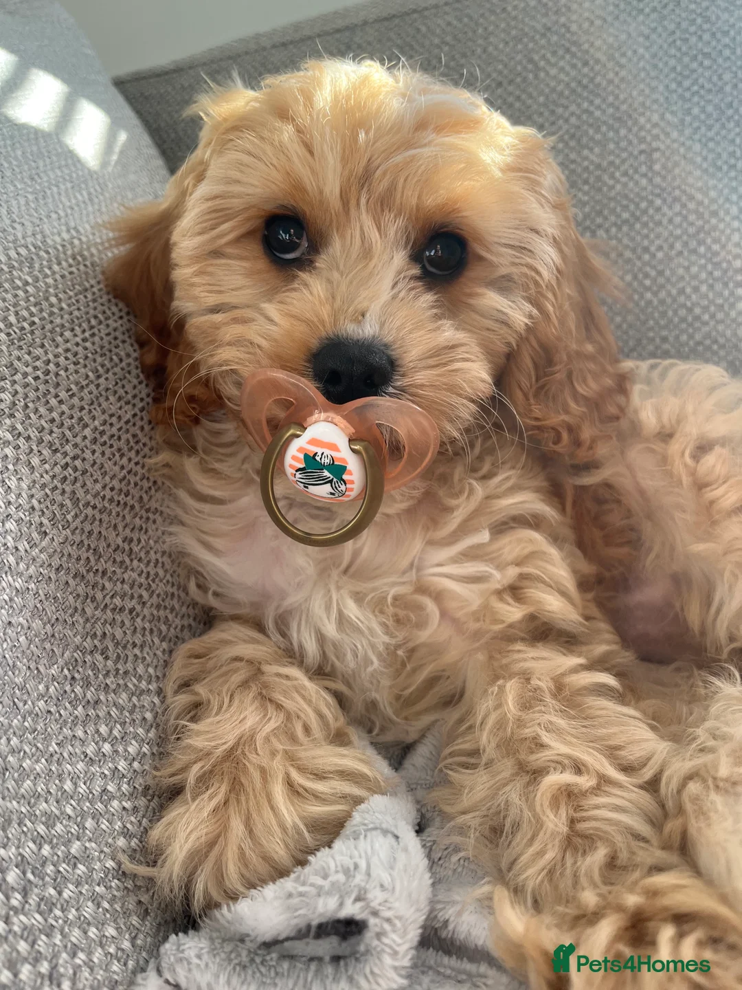 Cavapoo dogs for stud: Bambi - Advert 4